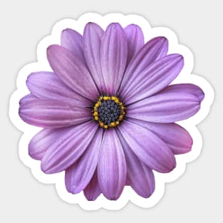 Large Realism Purple Petal Daisy Sticker